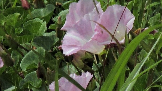 花　5月11日