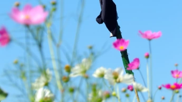 夏から初秋🌸花盛り🌸