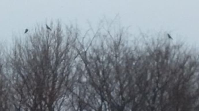 今朝は深い霧