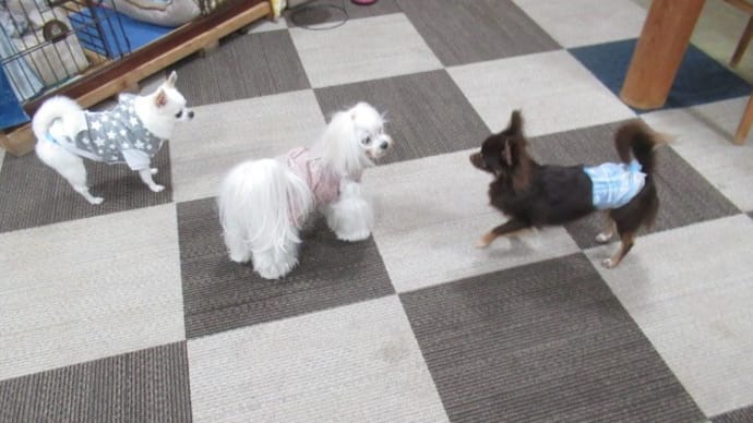 21/04/29 犬の幼稚園BuddyDog