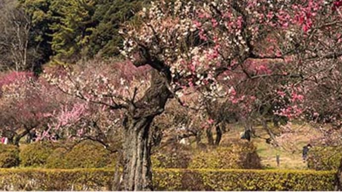 巨木も点在し、自然が一杯の小石川植物園。