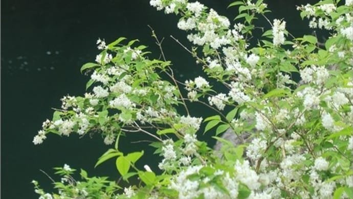 白い花咲く渓流