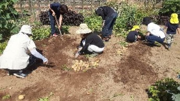 我が家恒例のじゃが芋掘り大会