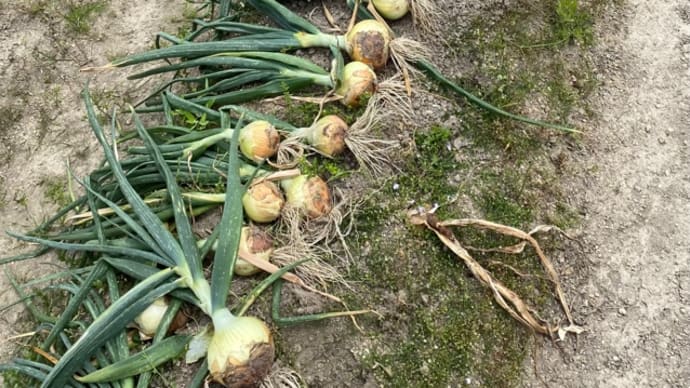 畑便り 玉ねぎ収穫と夏野菜の準備がされてました。