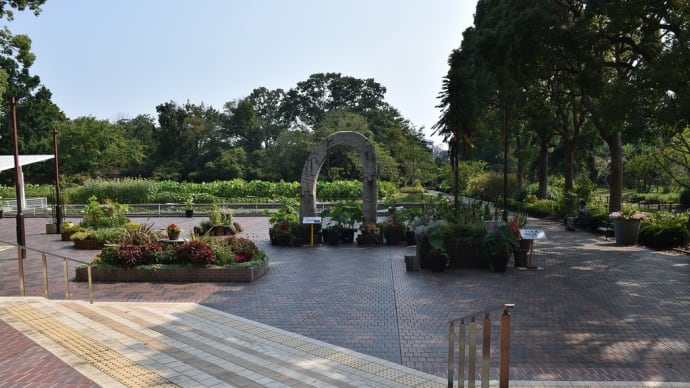 フヨウ狩り 神奈川県鎌倉市 日比谷花壇大船フラワーセンター(1)