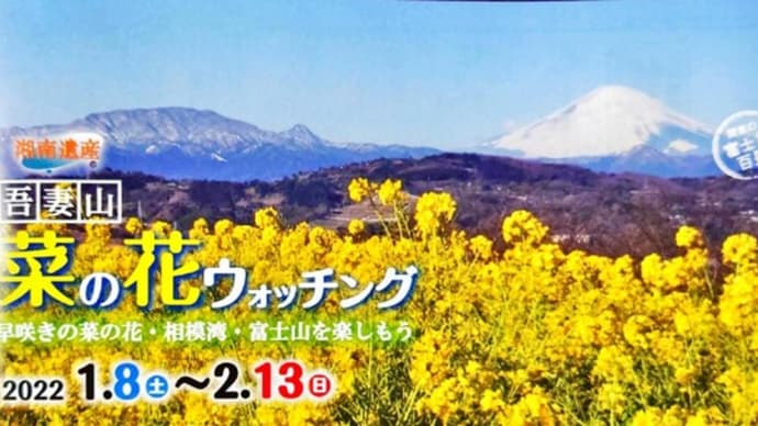菜の花ウォッチング始まり