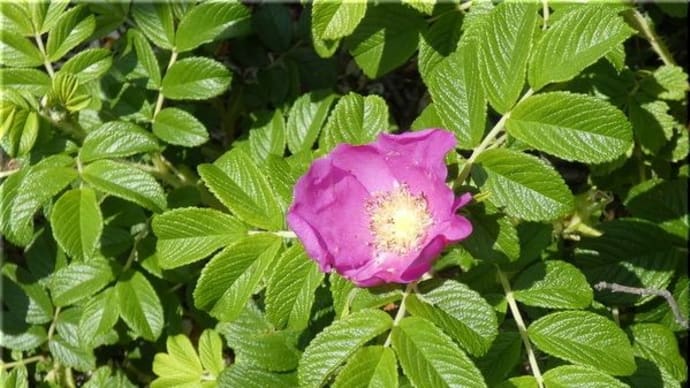 今咲いている花などを・・・。