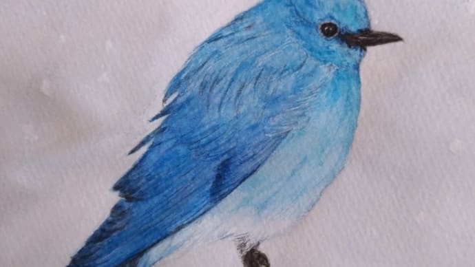 #2114 青い鳥見つけた