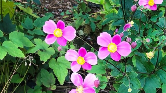 秋明菊の花言葉☆彡