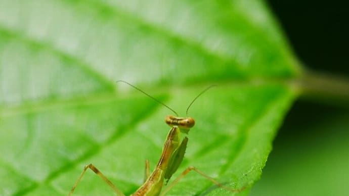 蟷螂生ず~カマキリの赤ちゃん