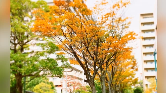 小さい秋みぃつけた♬ 〜身近な秋を探す🍁〜