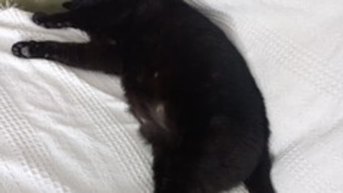 猫の毛まみれ