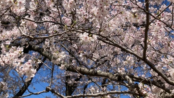桜　旧タコ公園