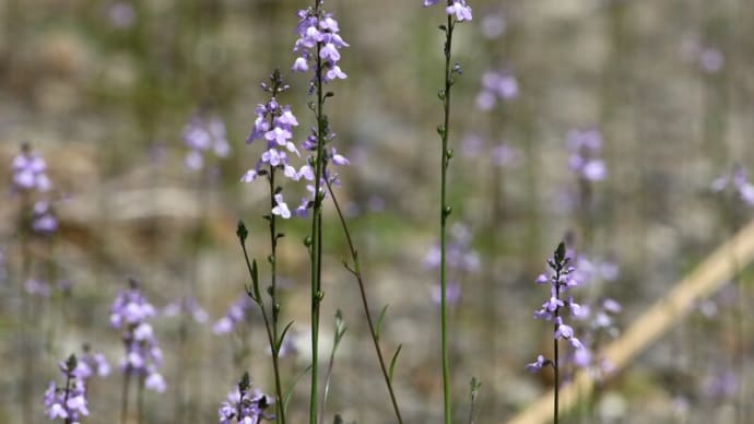 春・虫たちが這いだすー3