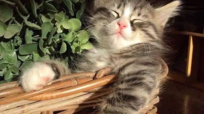 可愛く癒される猫ちゃんたちその④