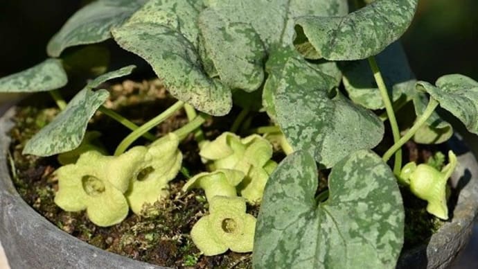 鉢植えのカンアオイ「御所桜」