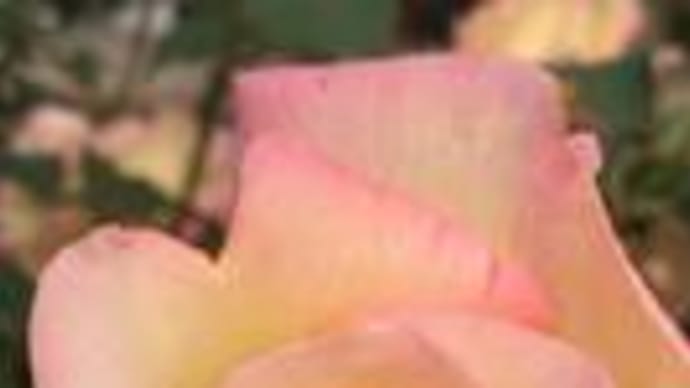 11月(M.K)
