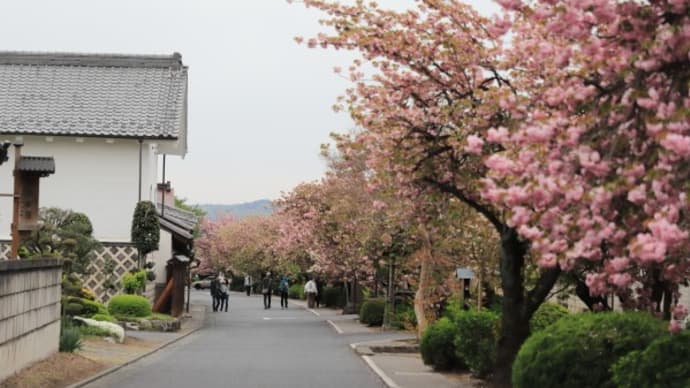 白井宿の八重桜2023(その2)