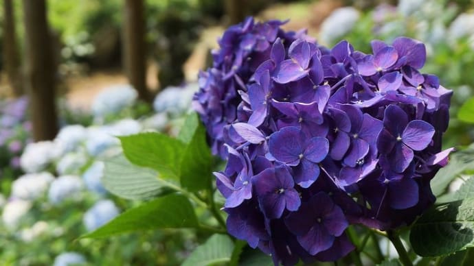 紫陽花寺と棚田