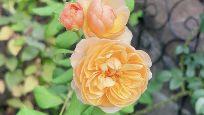 初夏の宿根草の庭＆春花やビオラパンジーの種の整理