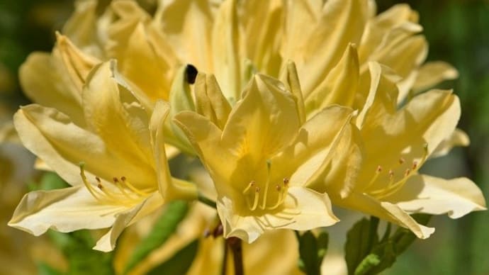 庭のツツジ(8)「キレンゲツツジ」