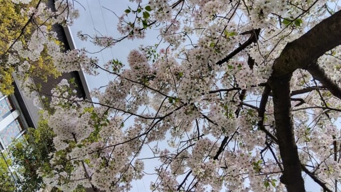 花冷えの日に