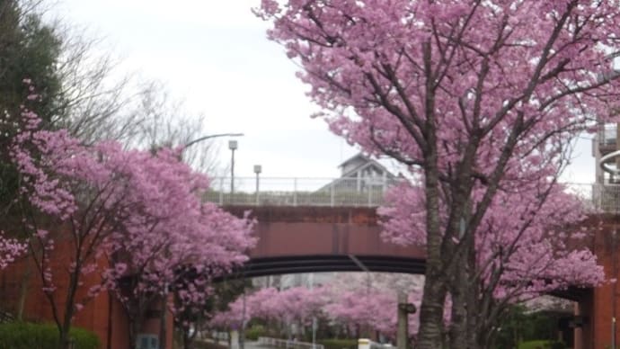 陽光桜@長池公園
