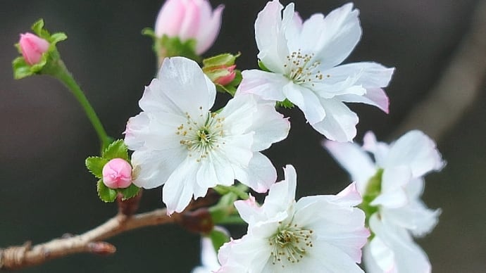神無月の桜・°＊2023