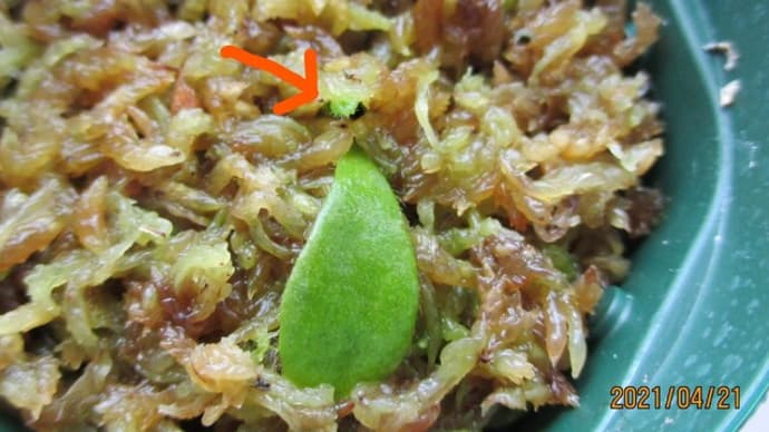 セファロタス葉挿し苗☆やっと発芽