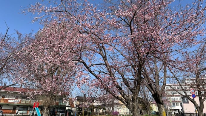 近くの公園では桜、梅、ツツジが花開いてる