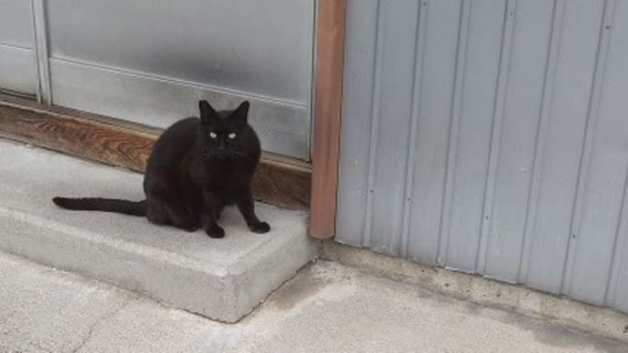 どこの町にもさくらネコがいる