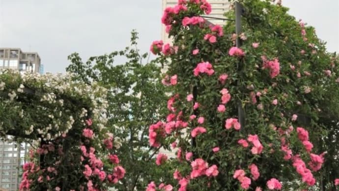 横浜ローズウィーク～市役所と趣味の園芸