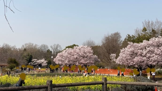 蘆花公園の桜～