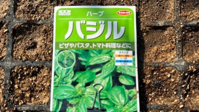 バジルの播種
