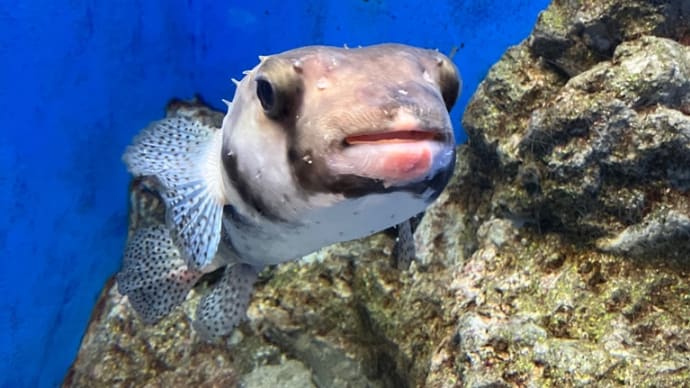 厄除け参り