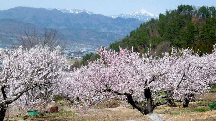 信州埴科郷･･･｢あんずの里　森｣から･･･日本百名山の高妻山が見える