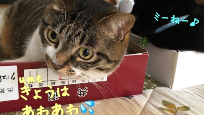あわあわ