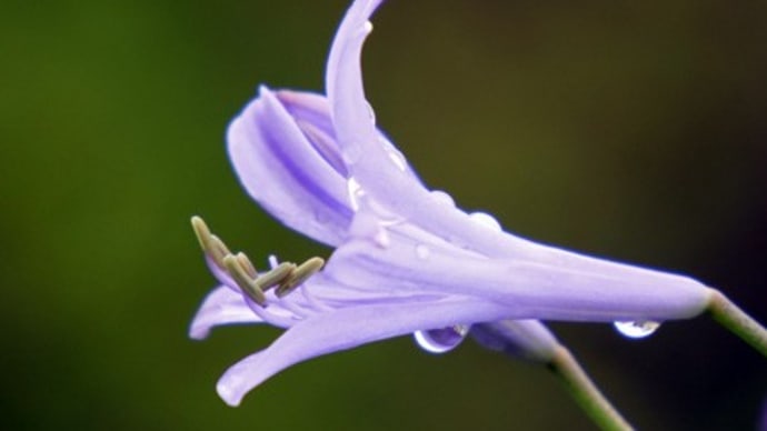 雨の日も楽しい写真撮り(アガバンサスの花)
