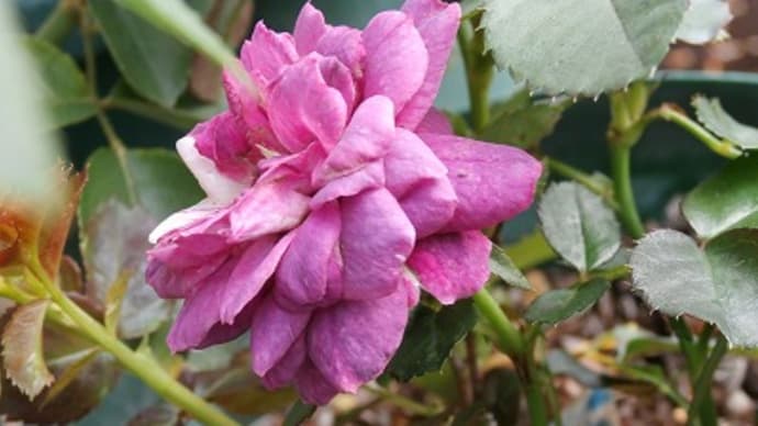 天候不良で中々進まない薔薇作業と週末のライブ💓