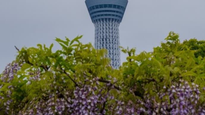 【藤】亀戸天神の藤まつりを見てきた  Went to see wisteria at Kameido Tenjin Shrine (4/24/2022)