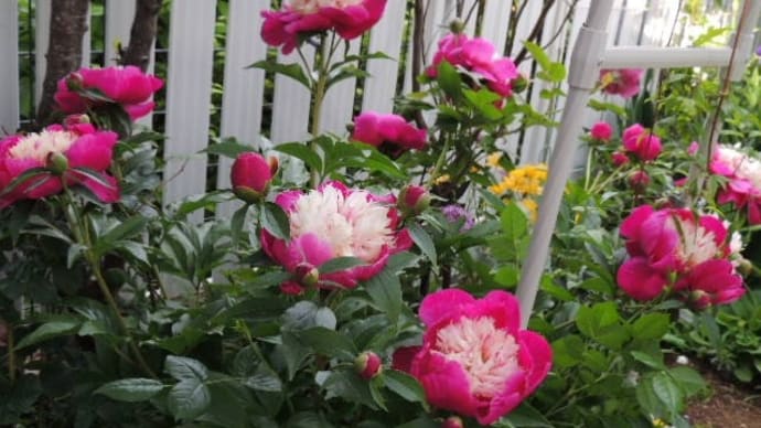 心残り*花たちを残していきます*