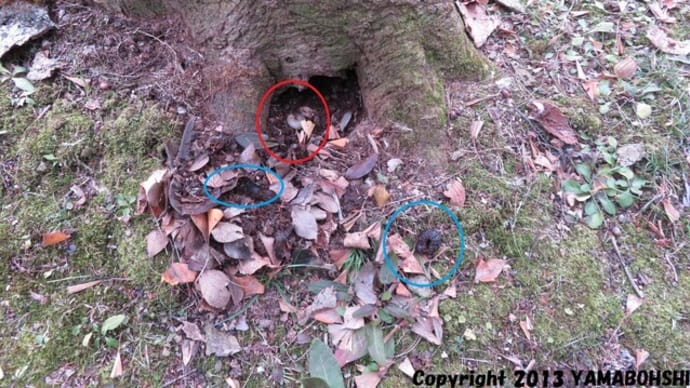 カブトムシ(終齢幼虫)(富山市営農サポートセンター/富山市月岡町)