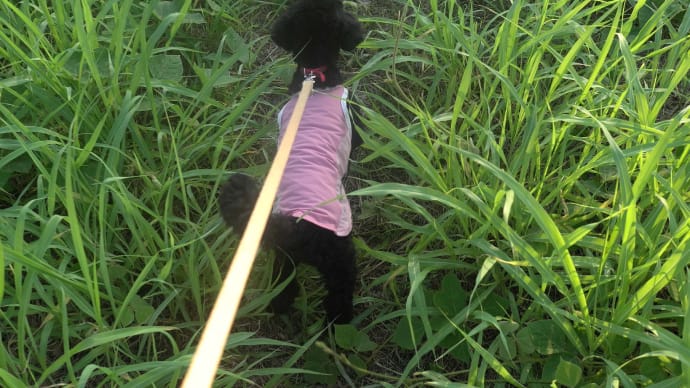 ニコの散歩🐩