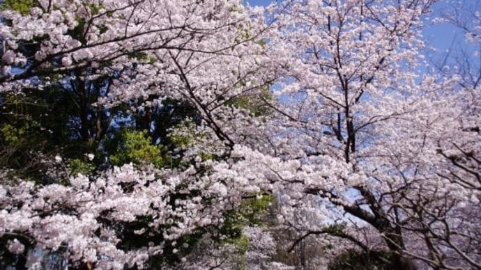 2022年 3月28日(月)の「皇居」付近(10)