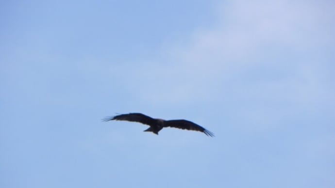 伊根の鳶