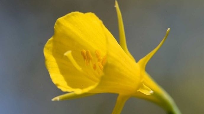 鉢植えのスイセン「ゴールデンベル」