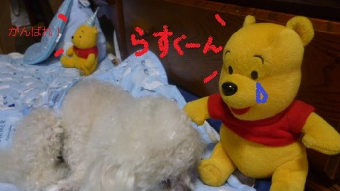 6月も終わり…大気の状態が不安定…老犬ラスさん体調不良 (´_`。)グスン