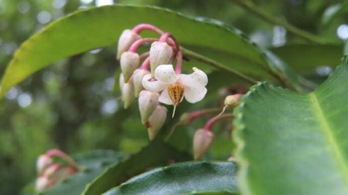 生態園の木々の花を楽しむ~京都府立植物園2024/7中旬(5)