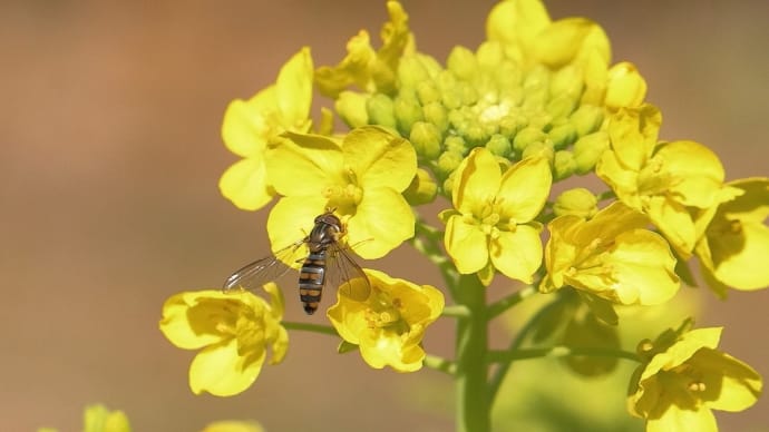 ハナアブの仲間! 《 菜の花畑にハナアブもやってきたのだ 》
