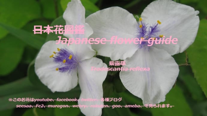 白いのに紫?!Is it purple though it is white? !!